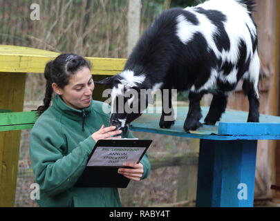 Ein Tierpfleger im ZSL London Zoo gesehen zählen Nigerianischen Zwergziegen und Westafrikanischen Zwergziegen während der jährlichen Bestandsaufnahme des Zoos. Die Pflege von mehr als 700 verschiedenen Arten, ZSL London Zoo keepers stehen vor der schwierigen Aufgabe, Auszählung jedes Säugetier-, Vogel-, Reptilien, Fische und Wirbellose im Zoo, zählen Alles aus einer Truppe von neugierigen Totenkopfäffchen zu vom Aussterben bedrohten Sumatra-tiger und Baktrischen Kamele. Stockfoto