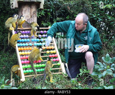 Ein Tierpfleger im ZSL London Zoo gesehen zählen Totenkopfäffchen während der jährlichen Bestandsaufnahme des Zoos. Die Pflege von mehr als 700 verschiedenen Arten, ZSL London Zoo keepers stehen vor der schwierigen Aufgabe, Auszählung jedes Säugetier-, Vogel-, Reptilien, Fische und Wirbellose im Zoo, zählen Alles aus einer Truppe von neugierigen Totenkopfäffchen zu vom Aussterben bedrohten Sumatra-tiger und Baktrischen Kamele. Stockfoto