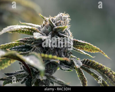 Top cola nug auf Indoor weed Zweig unter natürlichem Licht Stockfoto