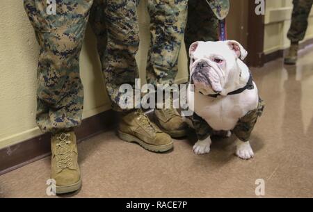 Corporal Smedley D. Butler, Depot, Maskottchen, Marine Corps Recruit Depot San Diego, macht ein Auftritt bei der Eröffnung des MCRD Steuer Zentrum, 31.01.23. Das Zentrum, der Internal Revenue Service betrieben - ausgebildete und zertifizierte Marines, ist offen und für Active Duty Service Mitglieder, Rentner und deren Angehörigen zur Verfügung. Stockfoto