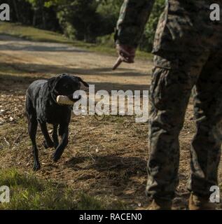 Lance Cpl. Joel A. Garcia führt eine Suche mit seinen militärischen Gebrauchshund Raider bei Bekämpfung der Stadt, Okinawa, Japan, Jan. 24, 2017. Militärische Arbeitshunde kann verwendet werden, um Sprengstoff, dass in Fahrzeugen zu erkennen, Freiflächen, geschlossene Räume, Fracht oder begraben. Garcia, aus San Antonio, Texas, ist ein MWD-Handler mit 3. Strafverfolgung Bataillon, III Marine Expeditionary Force Headquarters Group, III Marine Expeditionary Force. Stockfoto