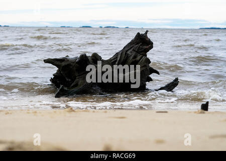 Treibholz am Strand in Maryland spritzte immer mit Wasser Stockfoto