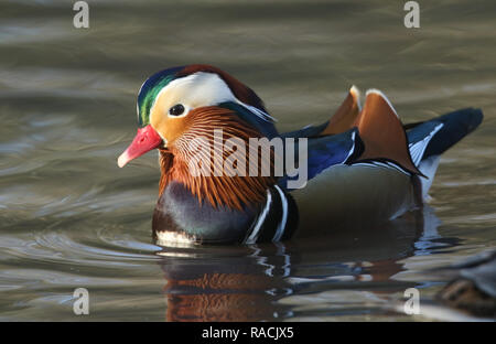 Eine atemberaubende männliche Mandarinente (Aix galericulata) Schwimmen in einem See in Großbritannien. Stockfoto