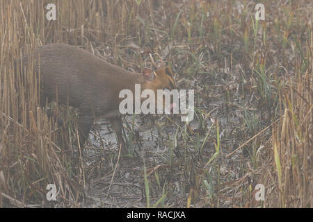 Eine atemberaubende Hirsch Muntjac Rotwild (Muntiacus reevesi) stehen in einem Reed Bett am Rande eines Sees in einer kalten, nebligen nasse Winter Tag. Es ist das Lecken der Duft Stockfoto