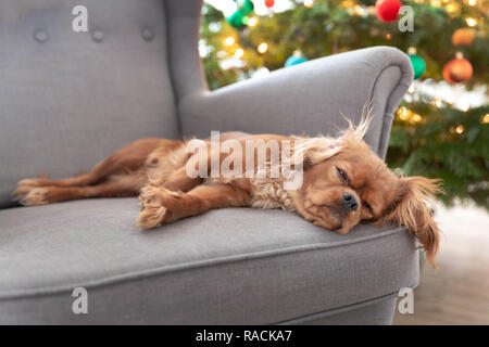 Süßer hund Nickerchen auf dem Sessel mit Weihnachtsbaum in einem Hintergrund Stockfoto