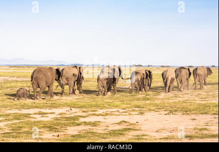 Elefanten gehen weg. Savanne. Park Amboseli, Kenia Stockfoto