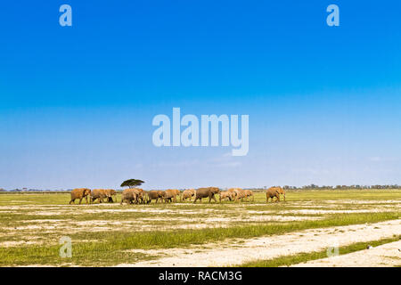 Elefanten gehen weg. Savanne von Amboseli, Kenia Stockfoto