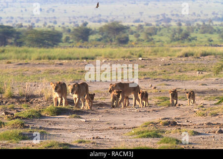 Löwen Familie. Savannah mit Tieren. Amboseli, Kenia Stockfoto