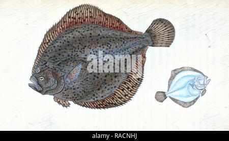 Brill, Pleuronectes rhombus, Britische Fische, Donovan, E. (Edward), 1768-1837, (Autor. Neuerfundene durch Gibon. Klassische neuerfundene Stockfoto