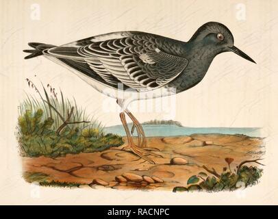 Strepsilas melanocephalus, Black-headed Turnstone., Suckley, George 1830-1869, Cooper, J. G. James Graham 1830-190 Neuerfundene Stockfoto