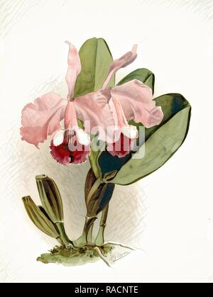 Cattleya warneri labiata, Sander, F. (Friedrich), 1847-1920, (Autor), Mond, H.G, (Künstler), Leutzsch, Gustav (Neuerfundene Stockfoto