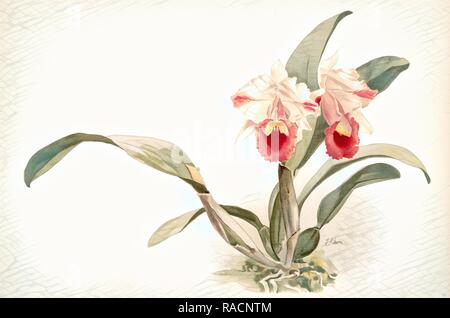 Cattleya labiata trianaei, Sander, F. (Friedrich) (1847-1920), Mansell, Joseph (lithograph), Mond, H.. Neuerfundene Stockfoto