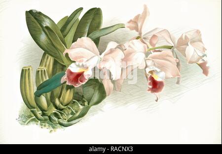 Cattleya labiata gaskelliana, Sander, F. (Friedrich), 1847-1920, (Autor), Mond, H.G, (Künstler), Leutzsch, Gustav (Neuerfundene Stockfoto