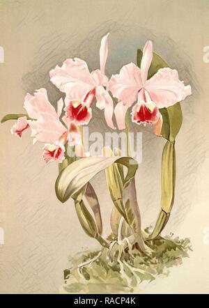 Cattleya labiata var luedemanniana, Sander, F. (Friedrich) (1847-1920), Mansell, Joseph (lithograph), Mond, H Neuerfundene Stockfoto