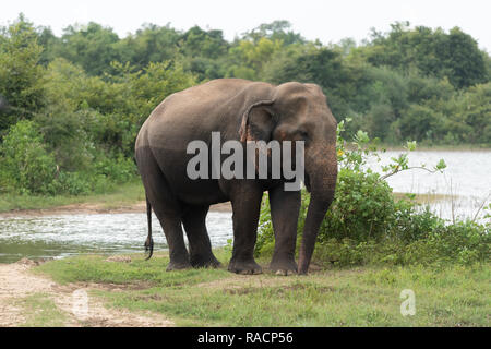 Ein Stier Elefant an Uda Walawa Nationalpark, Sri Lanka. Stockfoto