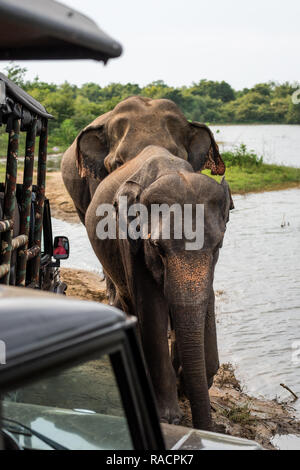 Elefanten laufen in der Nähe Jeeps an Uda Walawa Nationalpark in Sri Lanka zu Safari. Stockfoto