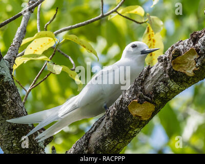 Nach white tern (Gygis alba), im Belvedere auf Makatea, Französisch-Polynesien, South Pacific, Pazifik Stockfoto