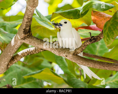 Nach white tern (Gygis alba) mit Fisch in seiner Rechnung in Toarava, Fakarava, Französisch-Polynesien, South Pacific, Pazifik Stockfoto