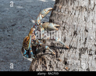 Nach coconut Crab (Birgus latro) in der Stadt von Tapana, Niau Atoll, Tuamotus, Französisch-Polynesien, South Pacific, Pazifik Stockfoto