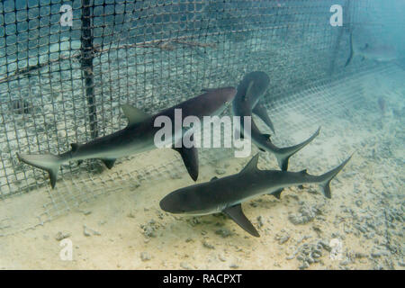 Graue Riffhaie (Carcharhinus amblyrhynchos) im Fisch Falle geraten, Takume Atoll, Tuamotus, Französisch-Polynesien, South Pacific, Pazifik Stockfoto