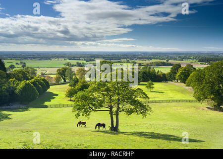 Pferde grasen in einem paddock auf das Bergdorf Crayke in North Yorkshire, England, Großbritannien, Europa Stockfoto