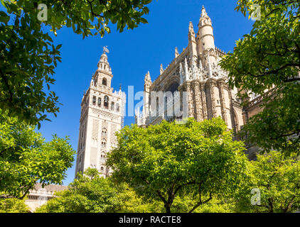 Die Kathedrale von Sevilla und LA Giralda Glockenturm aus dem Innenhof gesehen, Weltkulturerbe der UNESCO, Sevilla, Andalusien, Spanien, Europa Stockfoto