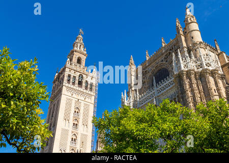 Die Kathedrale von Sevilla und LA Giralda Glockenturm aus dem Innenhof gesehen, Weltkulturerbe der UNESCO, Sevilla, Andalusien, Spanien, Europa Stockfoto