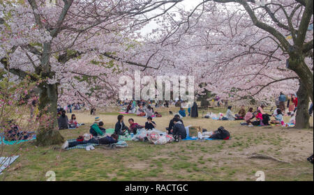 Japaner mit Picknick im Park während der Kirschblüte Saison, dies als Hanami bekannt und ist eine Tradition, die jedes Frühjahr Stockfoto