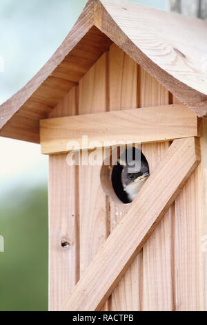 Ein gewordener Vogel Spatz späht aus der Öffnung der Cedar Bird House. Stockfoto