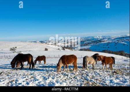 Welsh Mountain Ponys im Schnee auf dem Mynydd Epynt Moorland, Powys, Wales, Vereinigtes Königreich, Europa Stockfoto