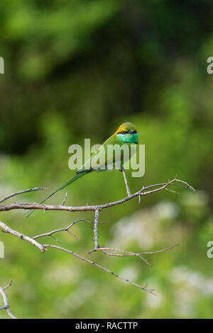 Ein Bee-eater in Uda Walawa Nationalpark, Sri Lanka. Stockfoto