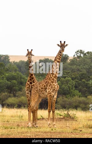 Zwei Giraffen. Savanne der Masai Mara, Kenia Stockfoto