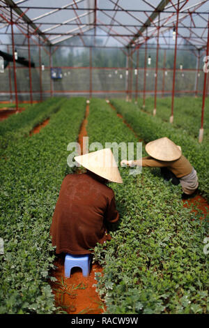 Frauen im Gewächshaus auf pflanzliche Farm, Dalat, Vietnam, Indochina, Südostasien, Asien Stockfoto