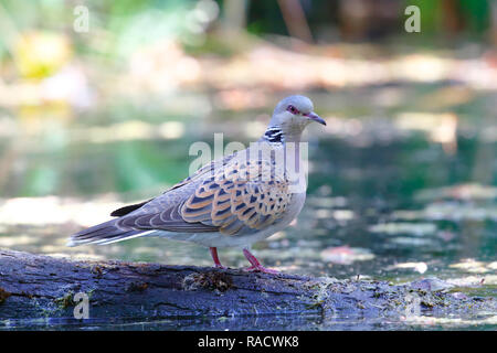 Wilde Turteltaube, Streptopelia turtur in sehr engem Abstand, sitzen auf den Rand des kleinen bemoosten Teich im Sommer europäischen Stockfoto