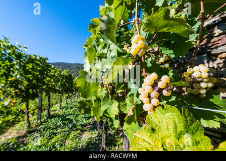 Weinberge mit Blick auf Spitz in der Wachau, UNESCO-Weltkulturerbe, Österreich, Europa Stockfoto