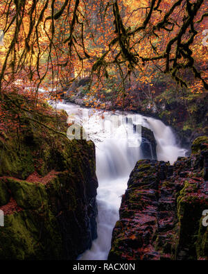 Herbst in der Eremitage, Crieff, Perthshire, Schottland, Großbritannien, Europa Stockfoto