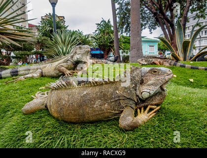 Leguane in Seminario Park, bekannt als Leguane Park, Guayaquil, Provinz Guayas, Ecuador, Südamerika Stockfoto