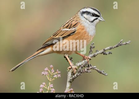 Rock, Wimpel, Emberiza cia, einziger Vogel auf Zweig, Spanien Stockfoto