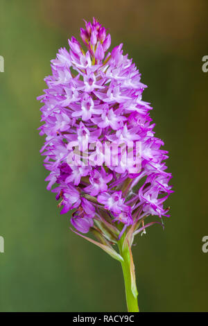 Anacamptis pyramidalis auf grünem Hintergrund Stockfoto