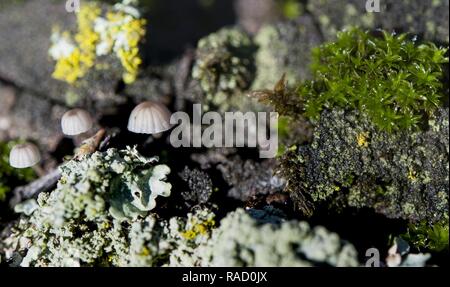 Moose, Flechten und Pilze wachsen auf einem Ast bei Travis Air Force Base, Calif., Jan. 13, 2017. Neue Regen und kühlen Temperaturen sind optimale Bedingungen für diese winzigen Pflanzen gedeihen. Stockfoto