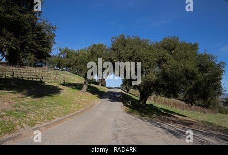 Schmale Straße durch Kalifornien Eichen und Sauvignon Traube Weinberge in den Vereinigten Staaten Stockfoto