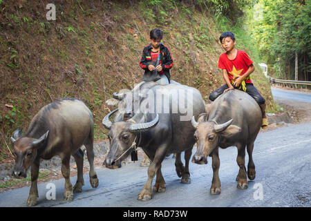 Junge Vietnamesische jungen Reiter ein Wasserbüffel die Straße hinunter. Ha Giang Loop in der Provinz Ha Giang, Vietnam, Asien Stockfoto