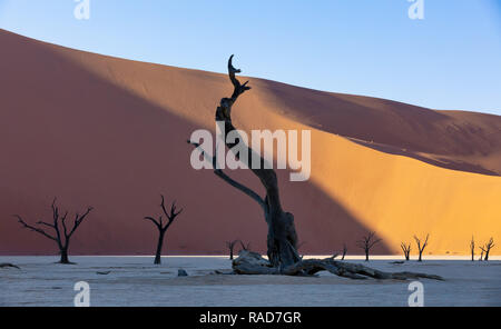 Schönen Morgen Farben und tote Akazie in versteckten Dead Vlei Landschaft in der Namib Wüste, tote Akazie Bäume im Tal mit blauem Himmel, Namibia Stockfoto