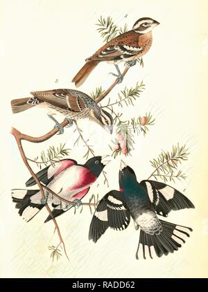 Rose-breasted Song Grosbeak. 1. Männer. 2. Frau. 3. Junge männliche. (Masse Hemlok. Taxus canadensis.), Audubon, John Neuerfundene Stockfoto