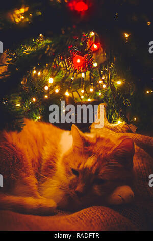 Zwei Katzen, orange und schwarz, schlafen gemütlich unter Weihnachtsbaum Stockfoto