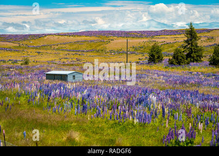Die malerische Lage in Neuseeland mit Lupinen wachsende im Bereich Stockfoto