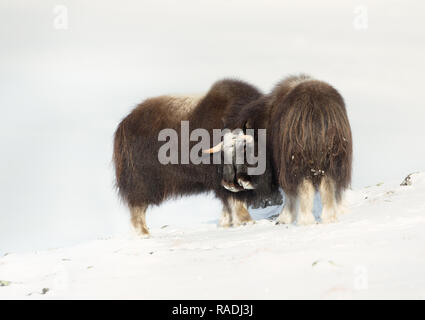 In der Nähe von zwei Moschusochsen im Dovrefjell Snowy Mountains. Stockfoto