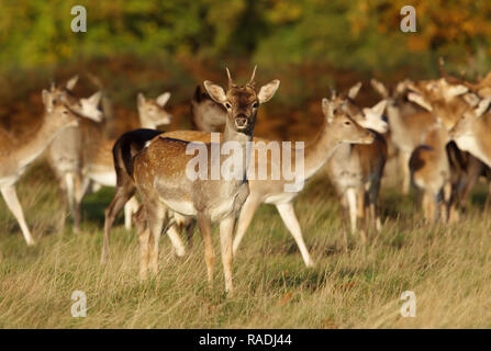 Gruppe von damwild stehen auf der Wiese, im Herbst in Großbritannien. Stockfoto