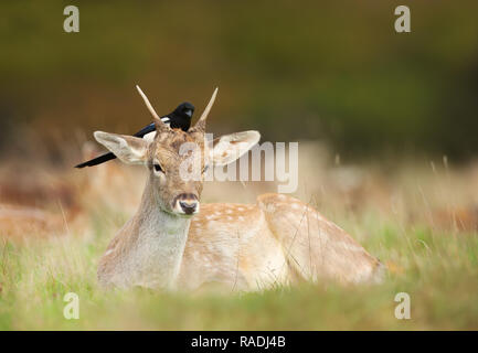 Nahaufnahme einer jungen Damhirsch liegend auf der Wiese mit einem eurasischen Magpie sitzen auf den Kopf, UK. Stockfoto