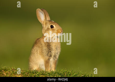 Nahaufnahme eines Jugendlichen Europäischen Kaninchen (Oryctolagus cuniculus) in der Wiese, Großbritannien sitzen. Stockfoto